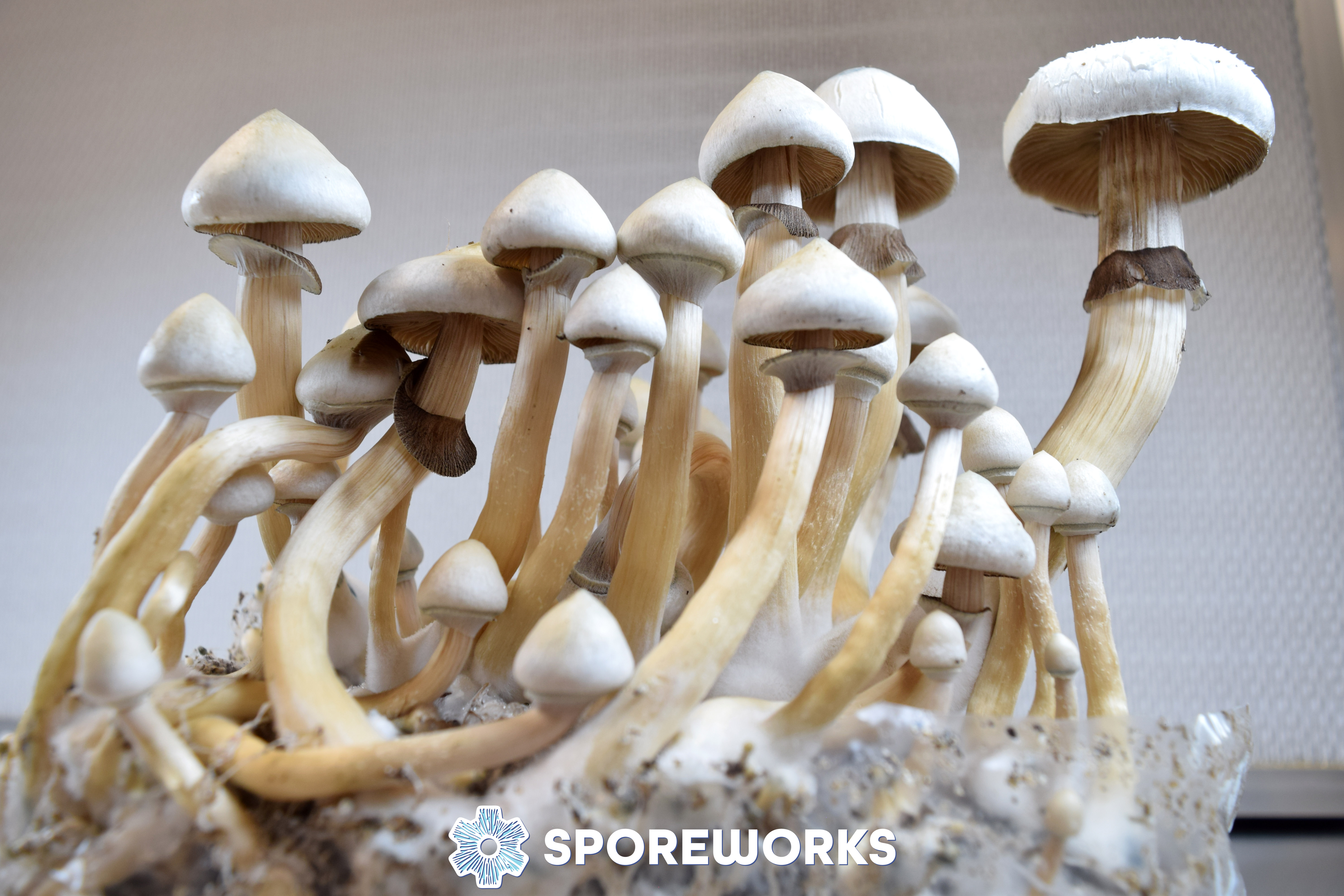 Psilocybe cubensis Rusty Whyte Spore Swab